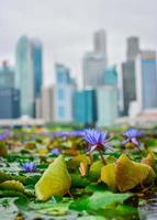 Hong Kong City Skyline Urban photo