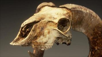 large old ram skull rotate photo