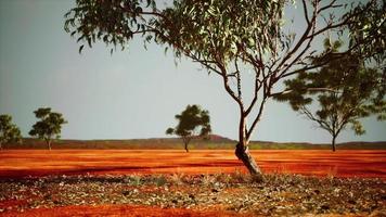 dry african savannah with trees photo