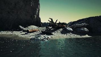 Time lapse of logs on a beach coast of Majorca photo