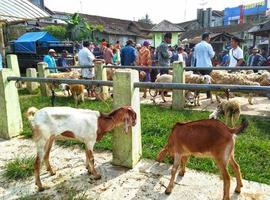 Magelang, 9 February 2022, goat market photo