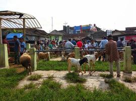 magelang, 9 de febrero de 2022, mercado de cabras foto