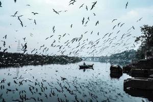 Photo of Siberian bird flying over a river at day time, with a boat sailing in the middle