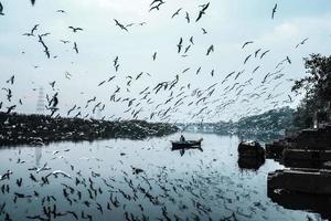 foto de un pájaro siberiano volando sobre un río durante el día, con un barco navegando en el medio