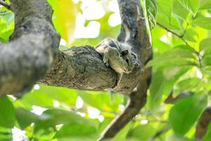 linda ardilla en una rama de un árbol foto