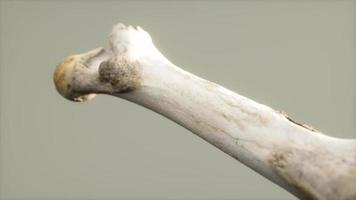 The leg bone of an big animal photo