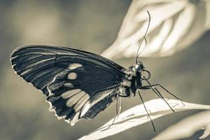 Red black noble tropical butterfly on green nature background brazil. photo