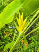 hermoso rojo amarillo heliconia flor bosque tropical koh samui tailandia. foto