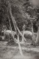 Asian elephants for riding tropical rainforest park Koh Samui Thailand. photo