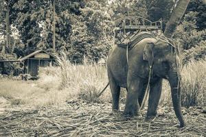 Asian elephants for riding tropical rainforest park Koh Samui Thailand. photo