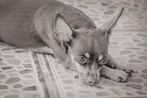 Russian toy terrier dog portrait while tired and sleeps Mexico. photo