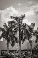 Tropical palm trees with cloudy sky Playa del Carmen Mexico. photo