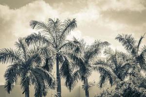 Tropical palm trees with cloudy sky Playa del Carmen Mexico. photo