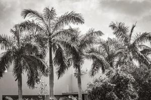 Tropical palm trees with cloudy sky Playa del Carmen Mexico. photo