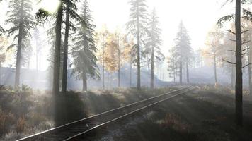 empty railway goes through foggy forest in morning photo