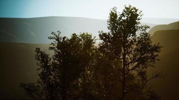 Pine trees and Huangshan mountains in China photo