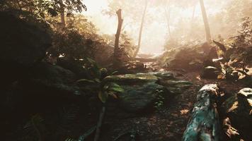 hyperlapse of tropic rainforest jungle with fog and sun rays photo