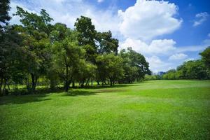 beautiful green grass at park photo