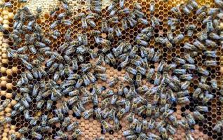 Honeycomb from bee hive filled with golden honey photo