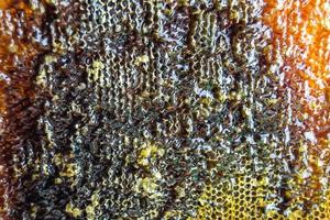 Honeycomb from bee hive filled with golden honey photo