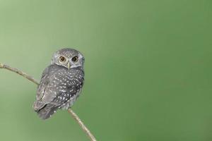 Bird spotted owlet perching on branch photo