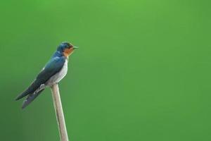 Beautiful bird barn swallow perching on branch photo