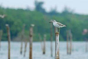Bird and river Nordmann's Greenshank perching on pole for back photo