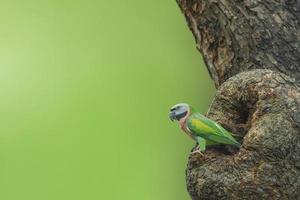 Bird Red-breasted Parakeet perching in front of nest photo