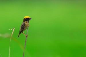 Beautiful bird Streaked weaver perching on grass photo