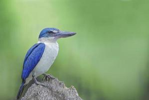 Beautiful bird Collared Kingfisher  perching on the best bran photo