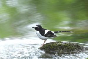 Bird and river black-backed Forktail perching on stone for bac photo