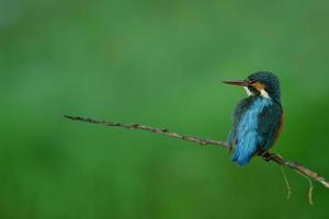 common kingfisher over green background photo