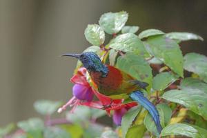 Colorful of bird Green-tailed Sunbird perching on flower photo