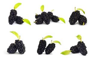 Collection mulberry fruit isolate on white baackground photo