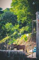 el hermoso caballo en el bosque. foto