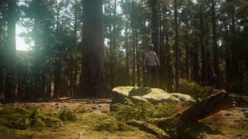 Woman in Yosimite national park near sequoia video