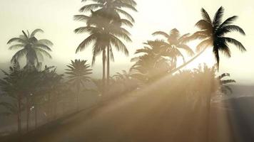 Kokospalmen tropische Landschaft video