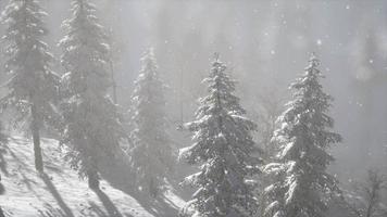 brouillard brumeux dans la forêt de pins sur les pentes des montagnes video