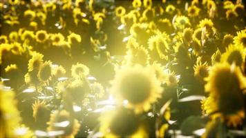 Sunflowers blooming in Late Summer video