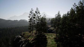 bosques de pinos en la base de la montaña en un día soleado de verano video