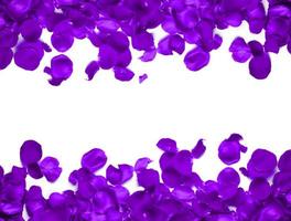 Background with Rose petals, isolated on white background, happy 8th of March copy space photo