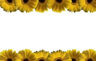 Background with Gerbera , isolated on white background, happy 8th of March copy space photo