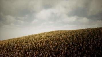 nuvens escuras de tempestade sobre o campo de trigo