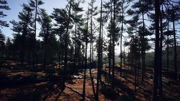 pinheiros selvagens ao amanhecer durante o nascer do sol em uma bela floresta alpina video