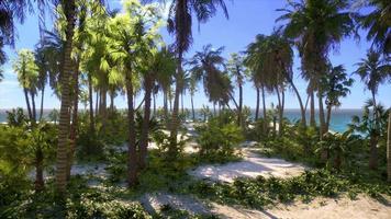 Paradise landscape of tropical beach with calm ocean waves and palm trees video