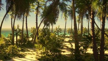 desert island with palm trees on the beach video