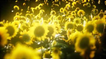 girasoles que florecen a finales de verano video