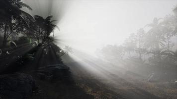 Sunset Beams through Palm Trees video