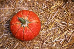 Decorative Orange Pumpkin on a Straw Background. photo