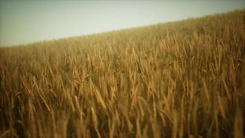 Ripe yellow rye field under beautiful summer sunset sky with clouds video
